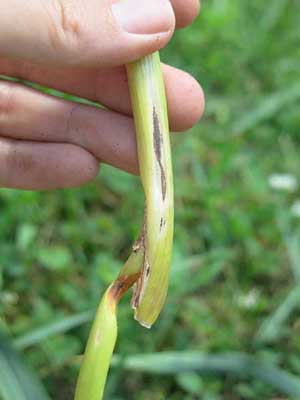 Anthracnose on garlic scape. Photo Olivia Saunders UNH Extension