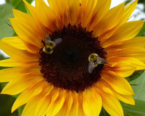 Two bumblebees pollinate a big yellow sunflower